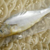 黃魚