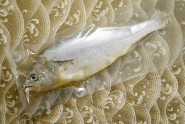 黃魚