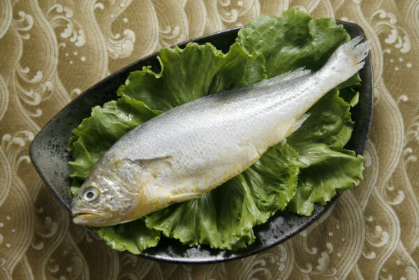 黃魚