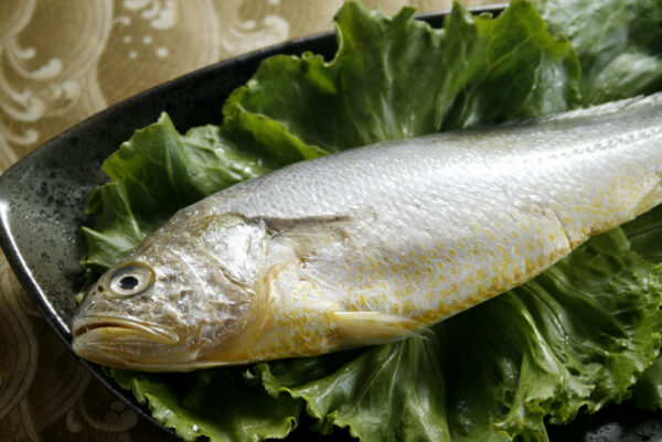 黃魚