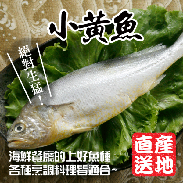 黃魚