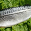 鯖魚