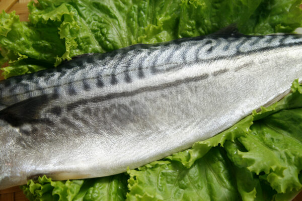 鯖魚
