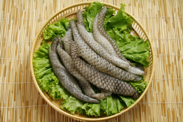 魚皮