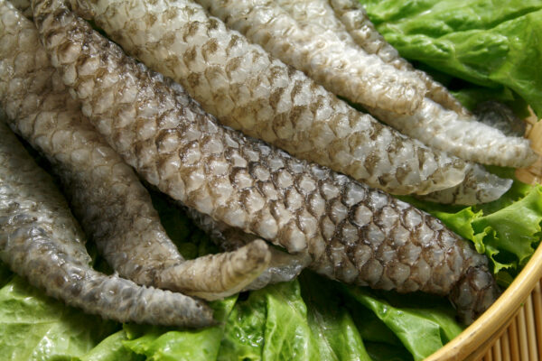 魚皮