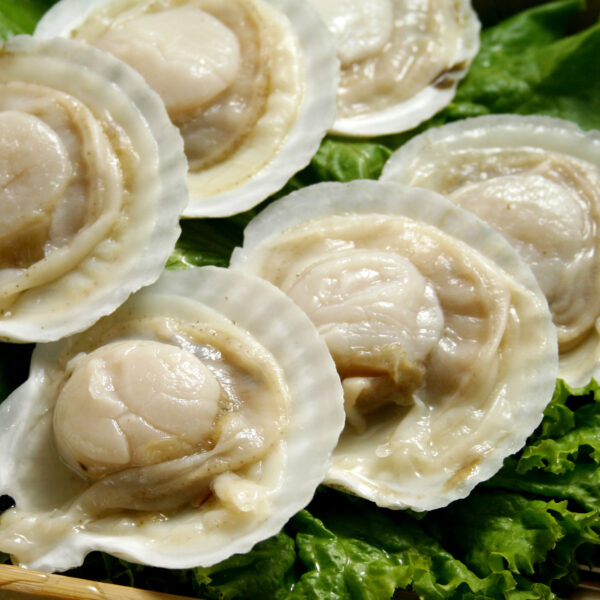 扇貝