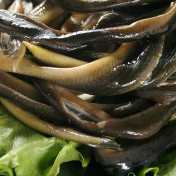 鱔魚片