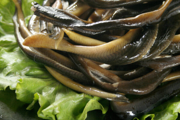 鱔魚片