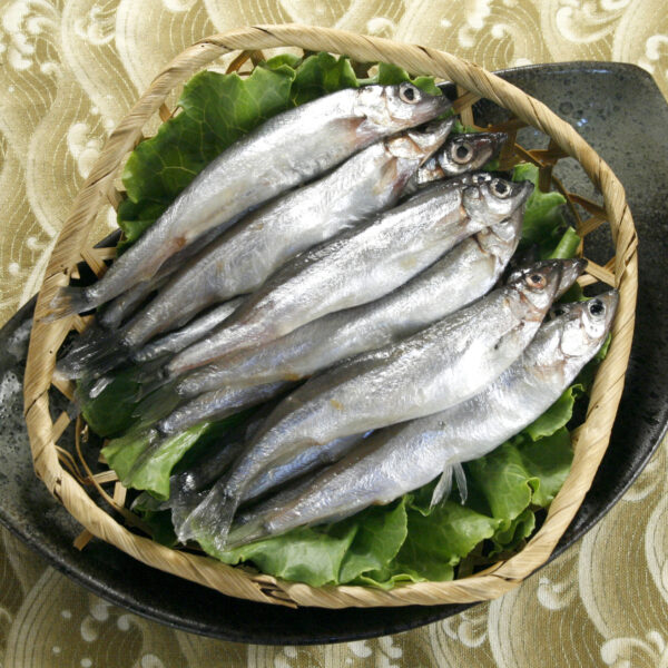 爆卵柳葉魚